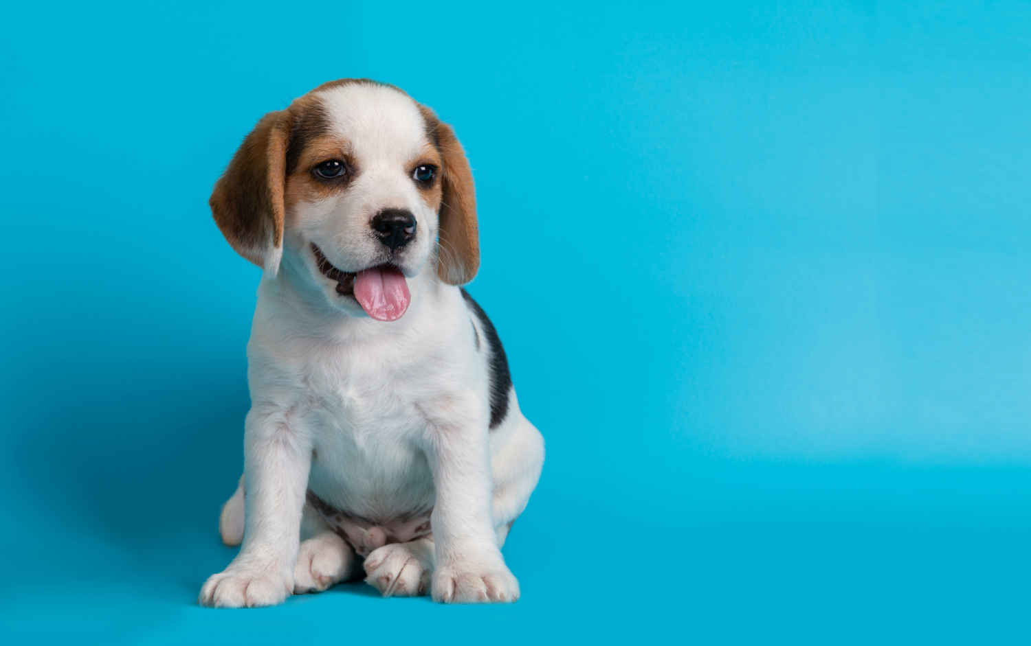 Unleashing the Truth: Beagles' Intelligence vs. Other Dog Breeds